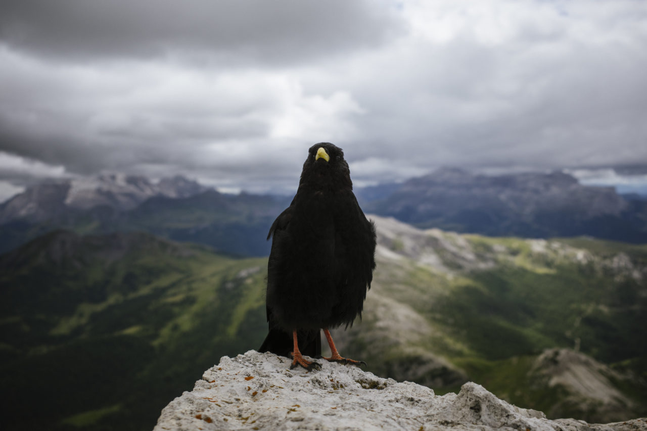 A closeup picture of a curious black bird on a mountain in south tyrol.